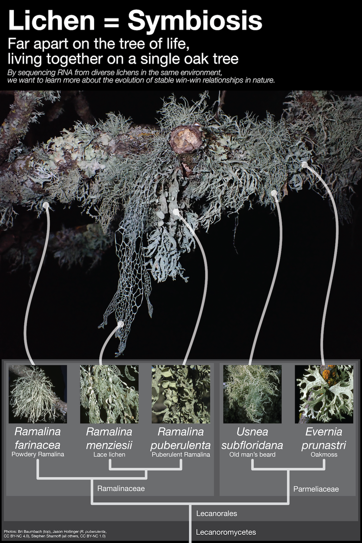 Lichen graphic