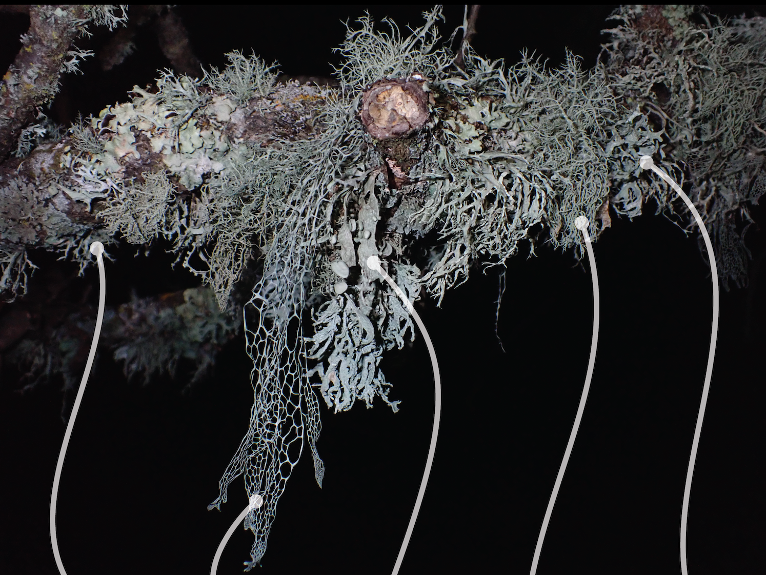 Lichen project